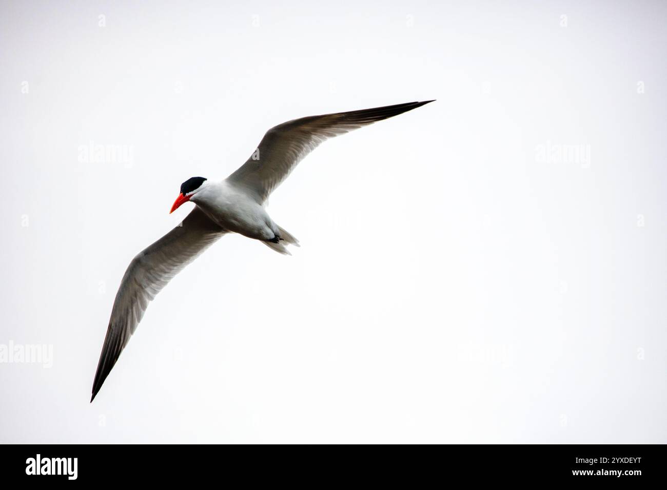 Kaspische Seeschwalbe (Hydroprogne caspia) in der Nähe von Ten Thousand Islands, Florida Stockfoto