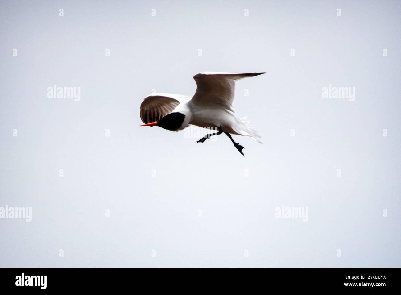 Kaspische Seeschwalbe (Hydroprogne caspia) in der Nähe von Ten Thousand Islands, Florida Stockfoto