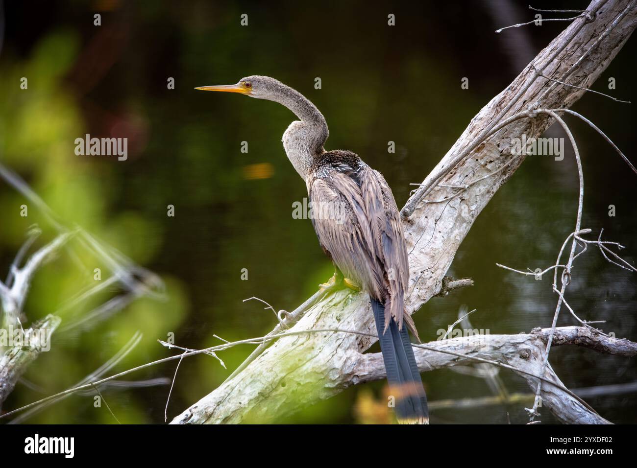 Eine weibliche Anhinga (Anhinga anhinga) in der Nähe von Marco Island, Florida Stockfoto