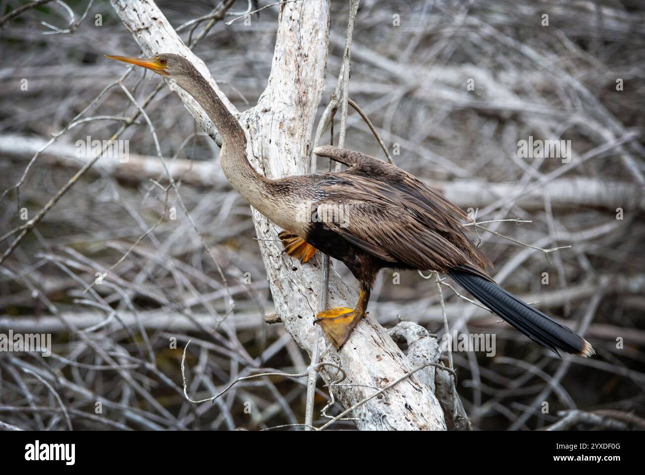 Eine weibliche Anhinga (Anhinga anhinga) in der Nähe von Marco Island, Florida Stockfoto