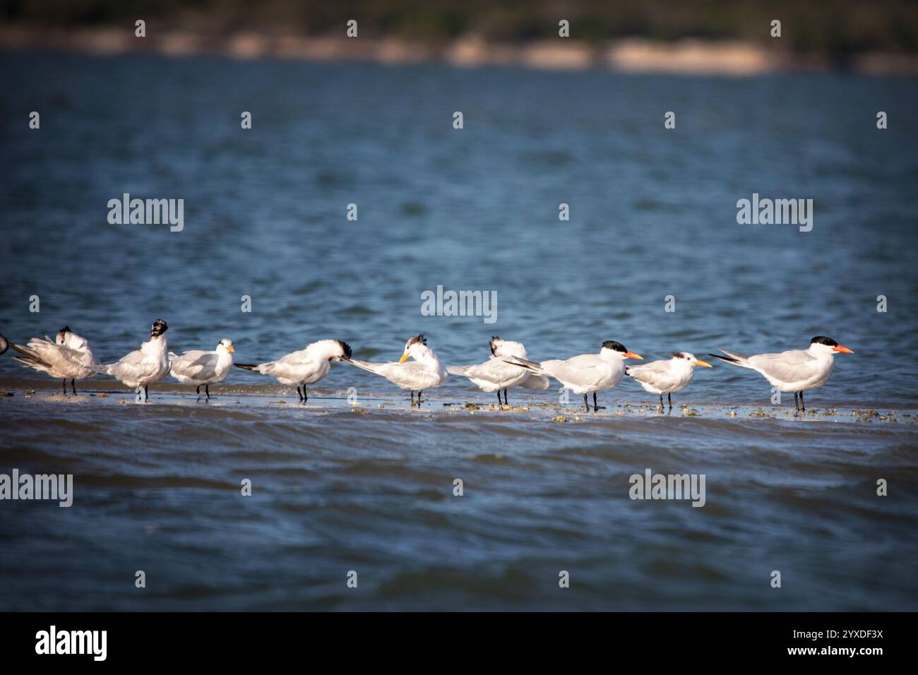 Kaspische Seeschwalbe (Hydroprogne caspia) in der Nähe von Ten Thousand Islands, Florida Stockfoto