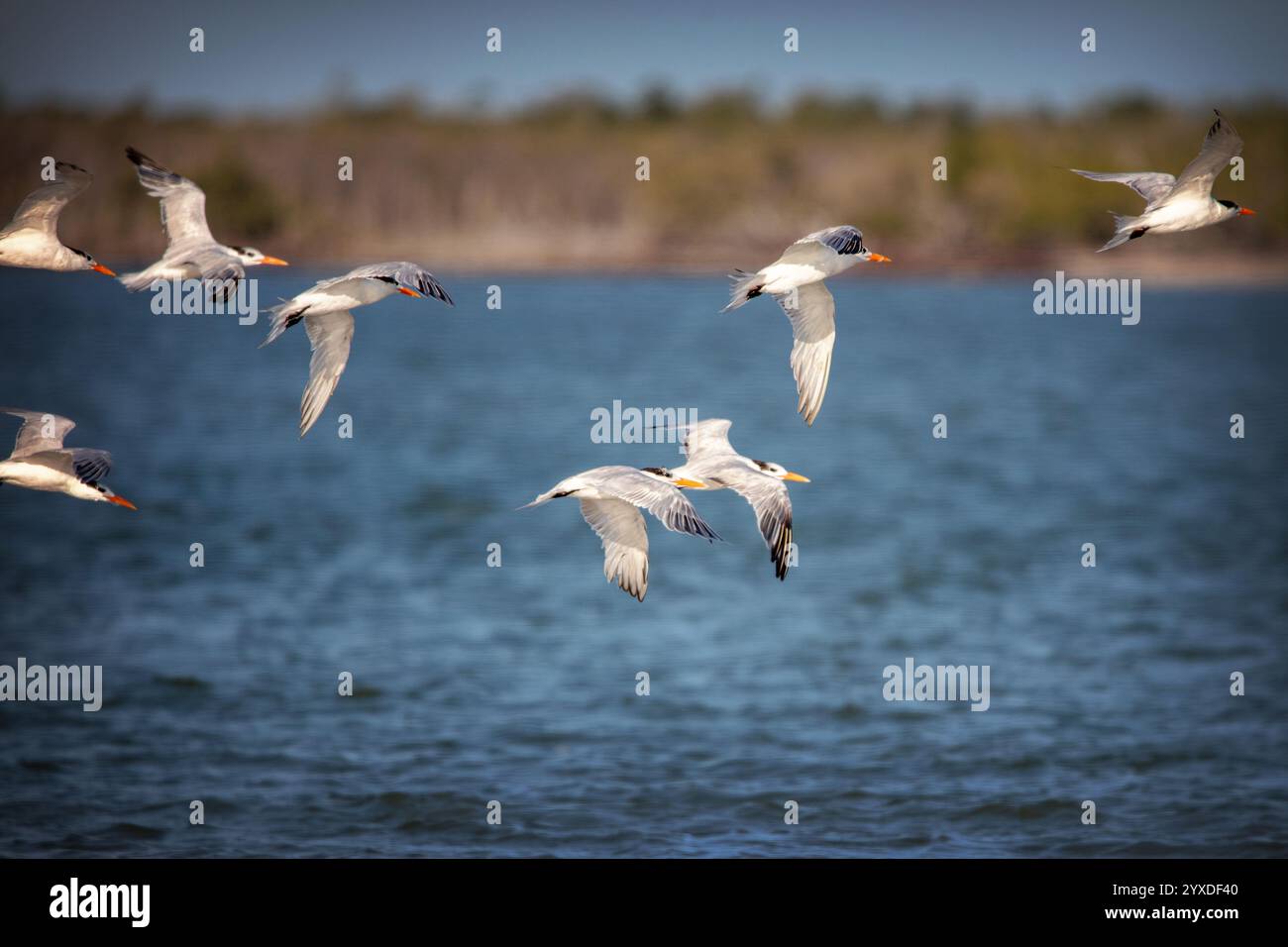 Kaspische Seeschwalbe (Hydroprogne caspia) in der Nähe von Ten Thousand Islands, Florida Stockfoto