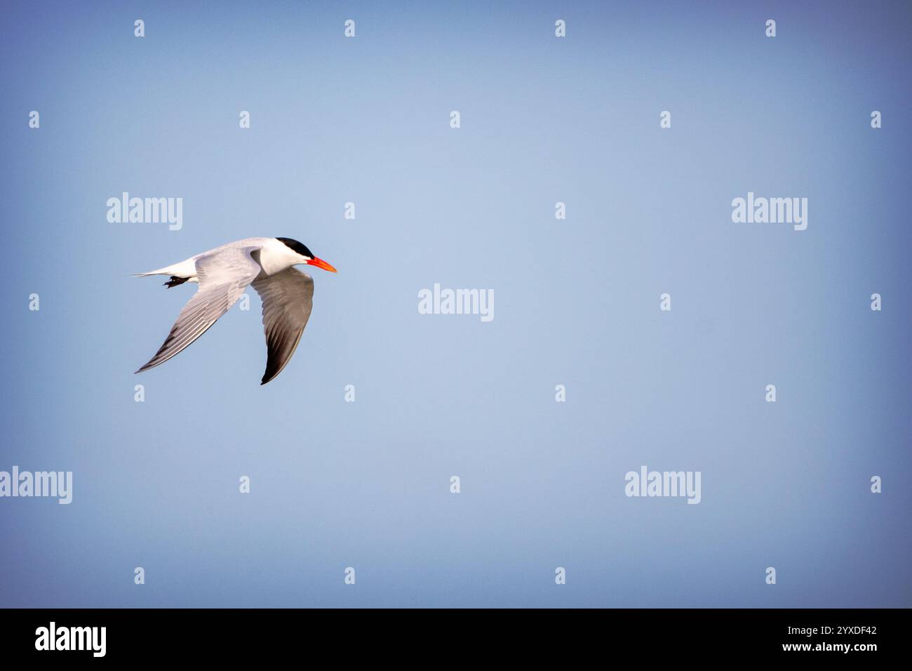 Kaspische Seeschwalbe (Hydroprogne caspia) in der Nähe von Ten Thousand Islands, Florida Stockfoto
