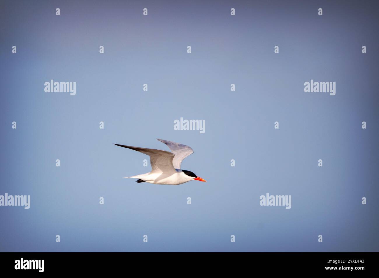 Kaspische Seeschwalbe (Hydroprogne caspia) in der Nähe von Ten Thousand Islands, Florida Stockfoto