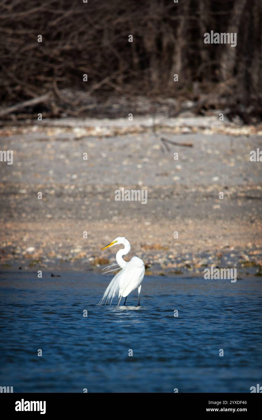 A Great Egret (Ardea alba) auf Ten Thousand Islands, Florida Stockfoto