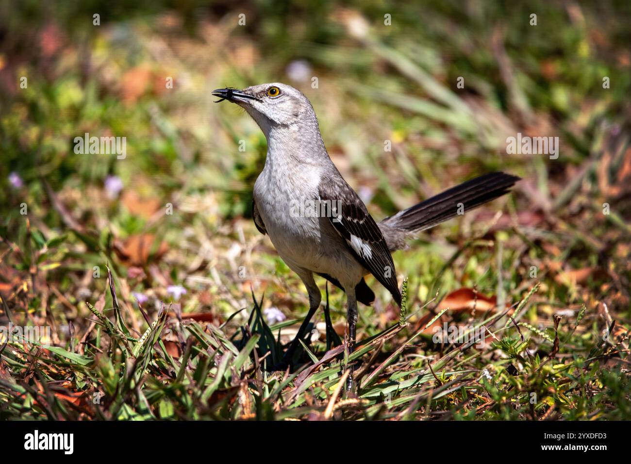 Ein Nordmockingbird (Mimus polyglottos) auf Marco Island, Florida Stockfoto