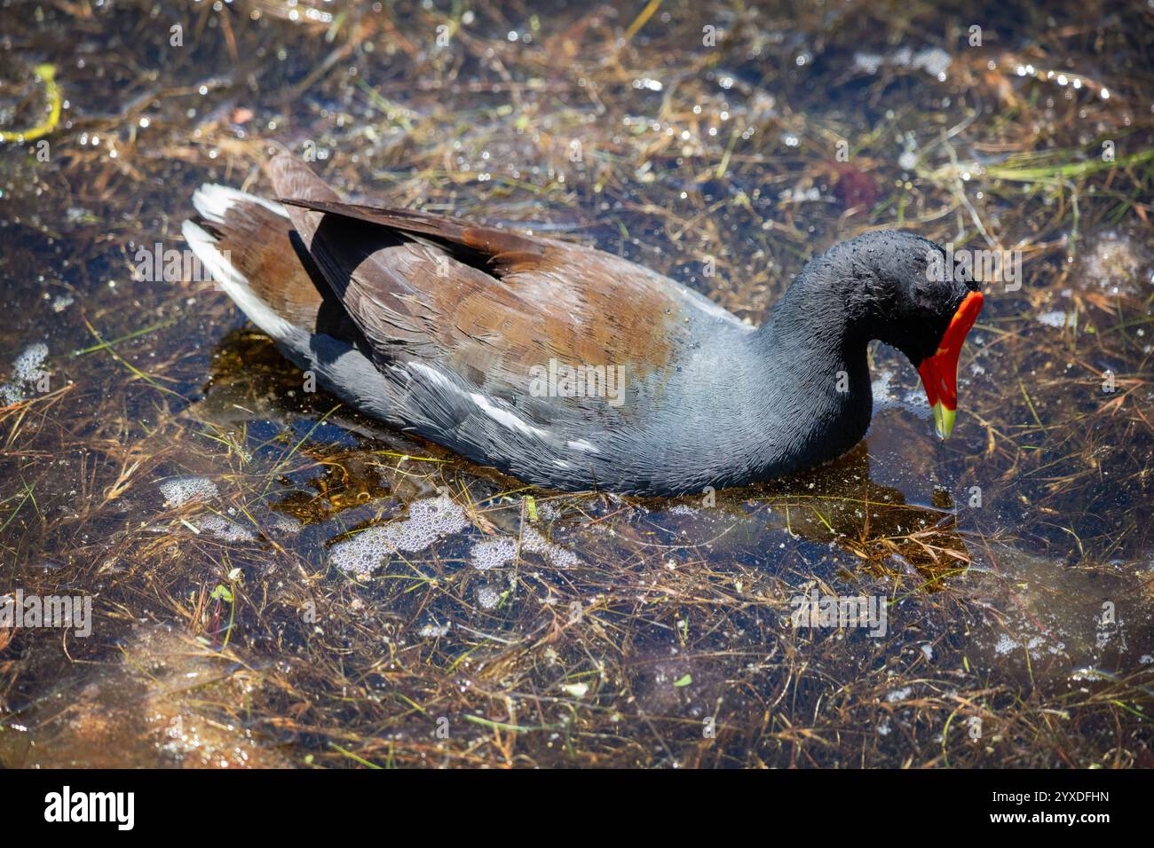 Gallinule (Gallinula galeata) Vogel auf Marco Island, Florida Stockfoto