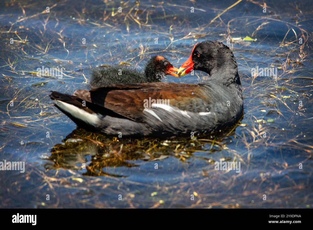 Gallinule (Gallinula galeata) Vogel auf Marco Island, Florida Stockfoto