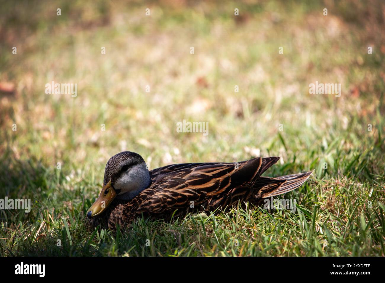 Melierte Ente (Anas fulvigula) auf Marco Island, Florida Stockfoto