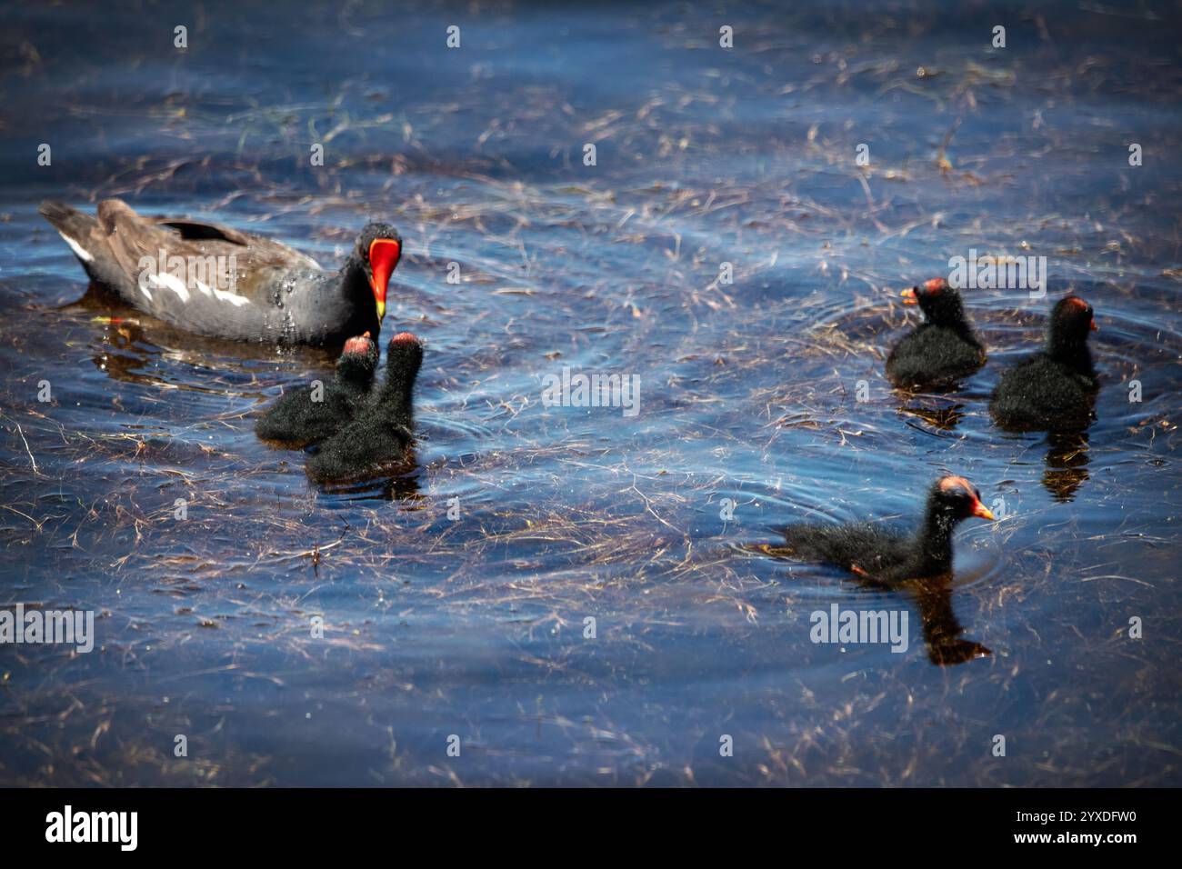 Gallinule (Gallinula galeata) Vogel auf Marco Island, Florida Stockfoto