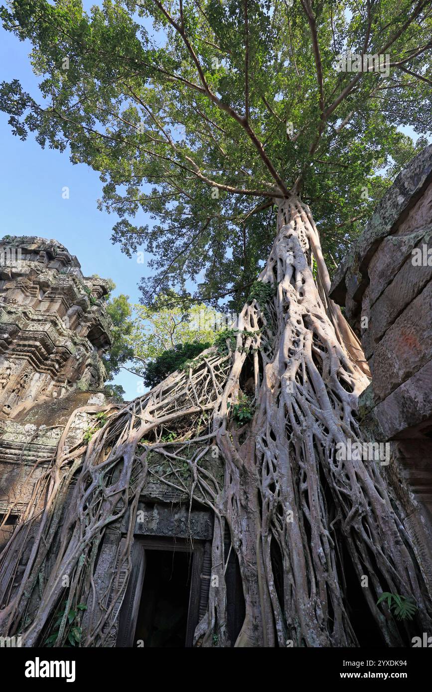 TA Prohm Tempel, Teil des Angkor Wat Komplexes, Seam Reap, Kambodscha Stockfoto