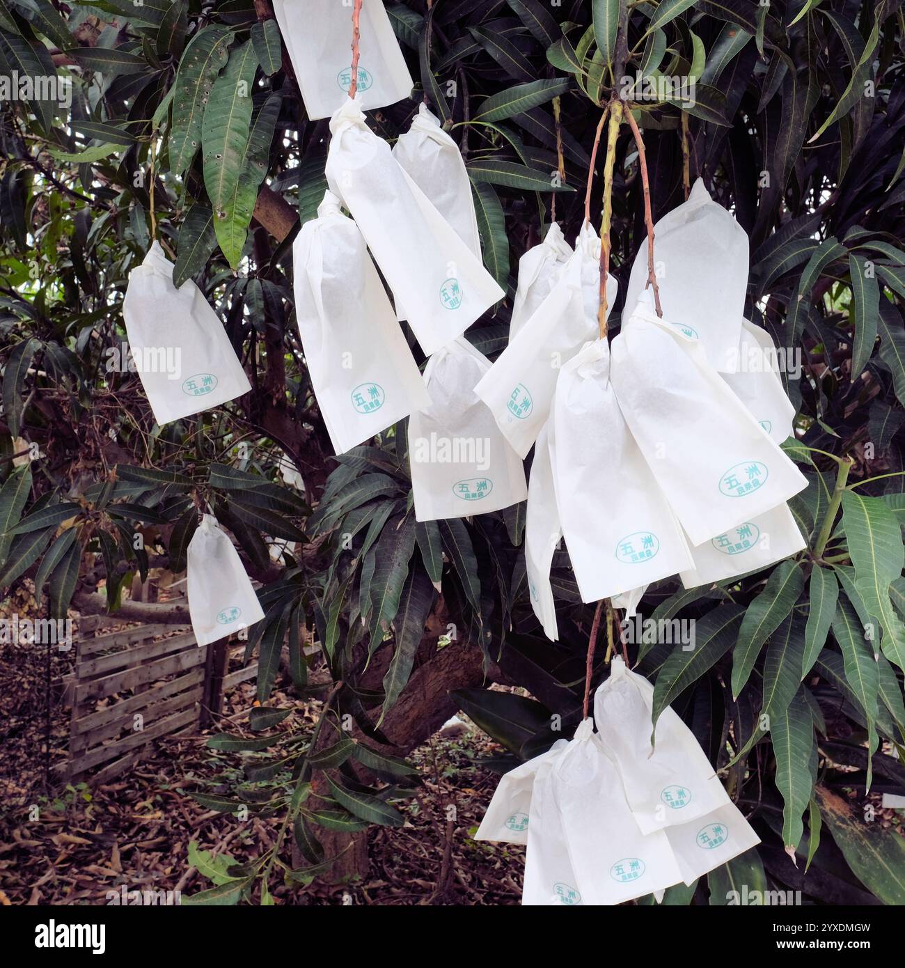 Mangobeutel zur Vorbeugung von Krankheiten und zur Bekämpfung von Insektenschädlingen sowie Reibung und Beschädigung zwischen Früchten zur Verbesserung der Oberflächenglätte; Mangos. Stockfoto