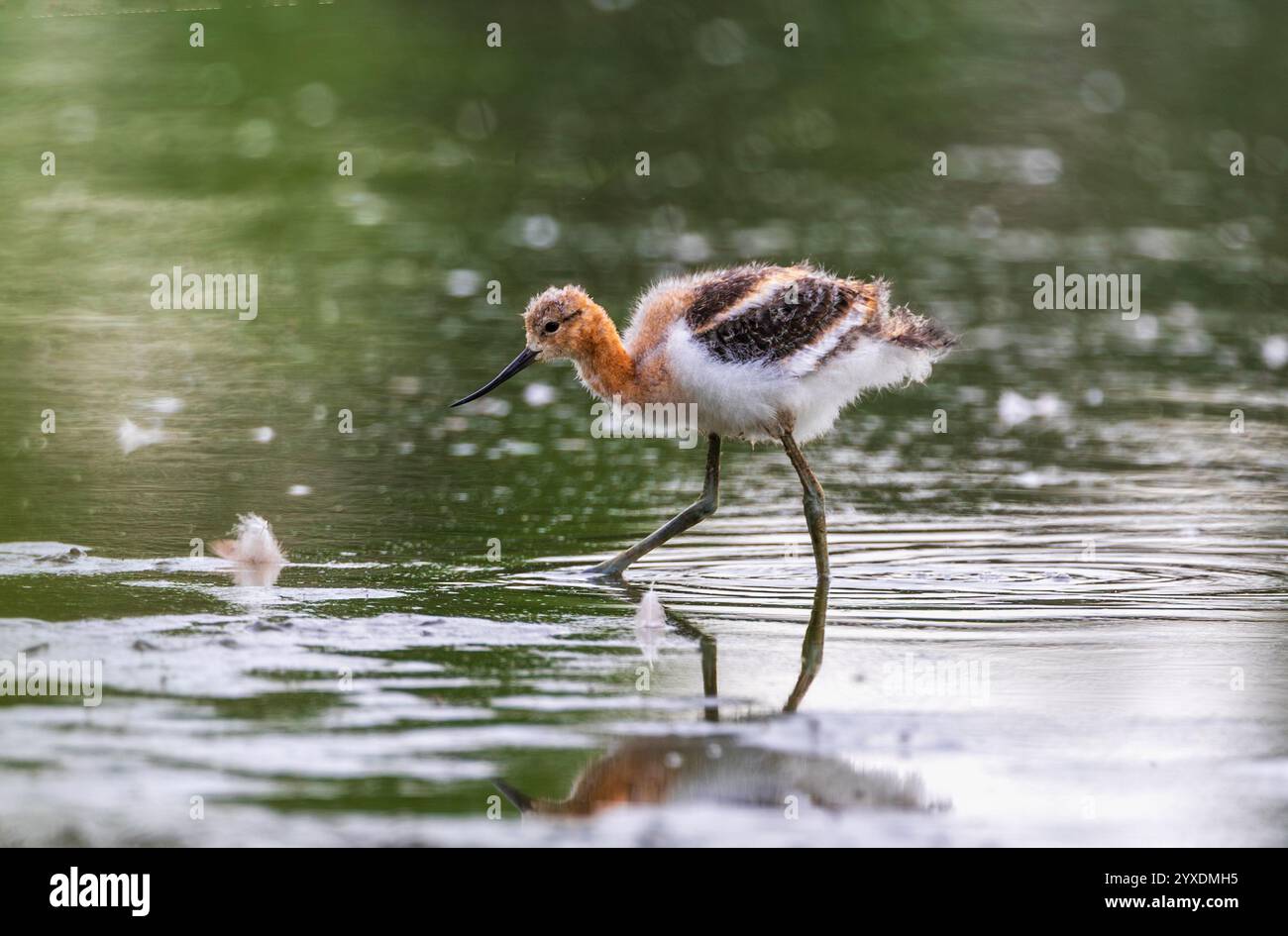 Ein amerikanisches Avocet-Küken mit Flaumfedern, das in flachen Gewässern in einer natürlichen Umgebung auf der Suche ist. Stockfoto
