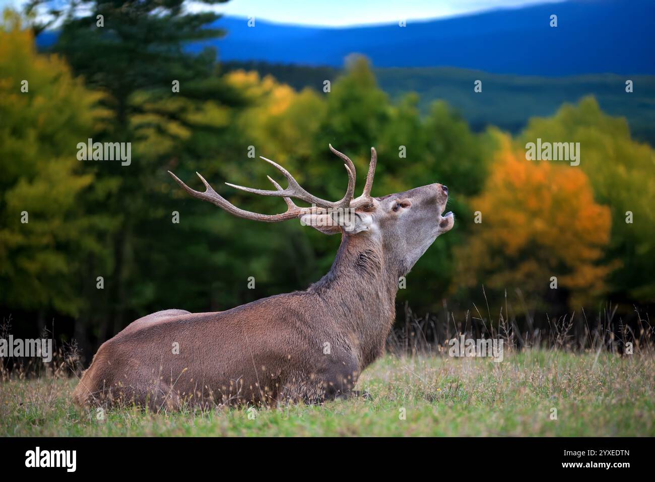 Ein Hirsch liegt auf dem Gras und ruft in den Himmel vor der Kulisse von bunten Herbstbäumen und sanften Bergen, die die Schönheit der Natur zeigen. Stockfoto