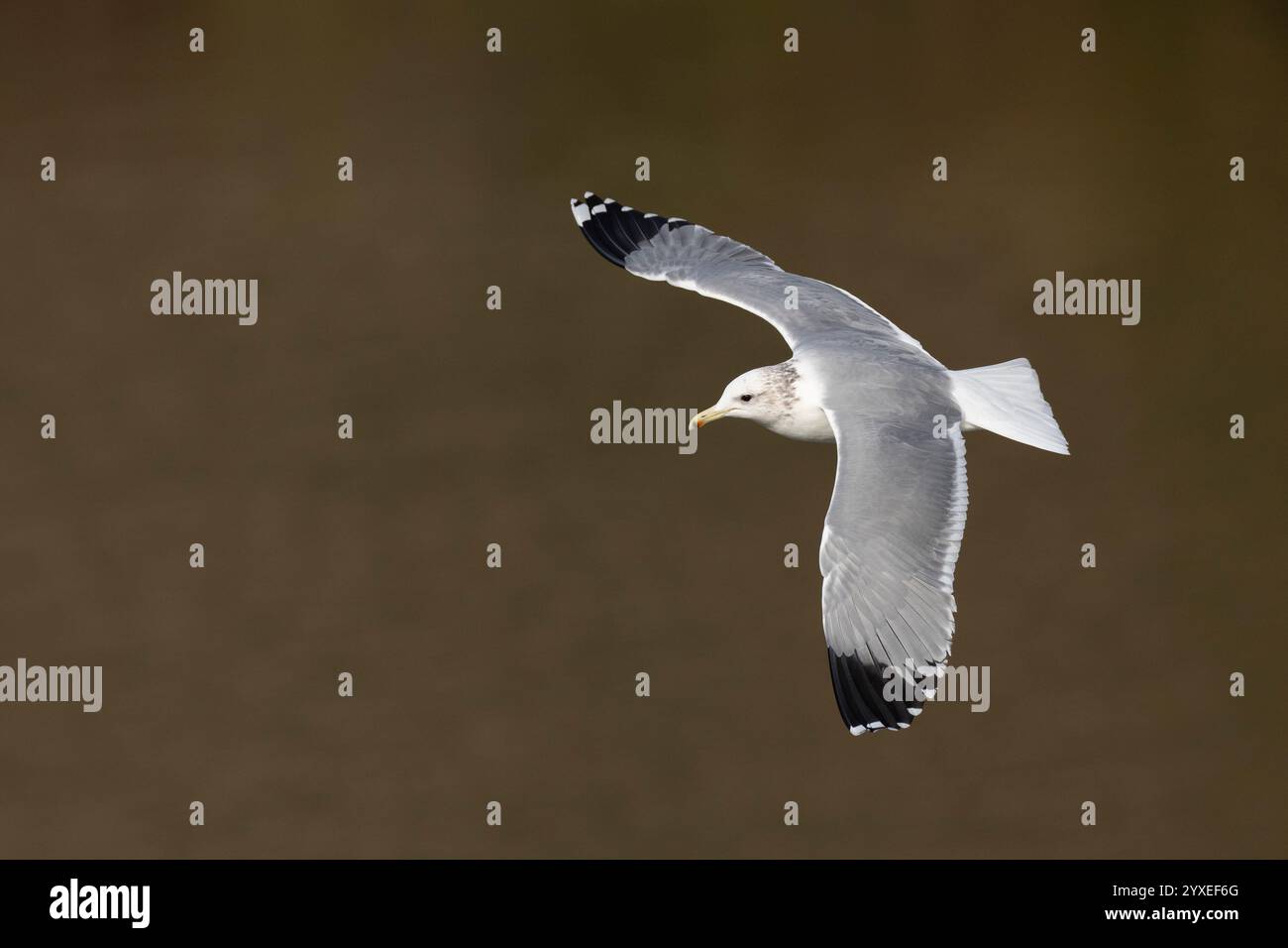 Die California Gull (Larus californicus) fliegt über dem American River, Sacramento County Kalifornien USA Stockfoto