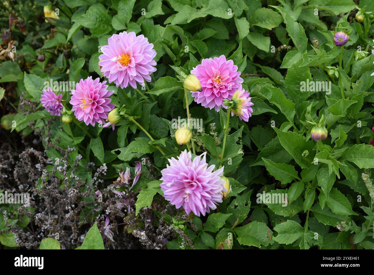 Rosafarbene Dahlien, Blumen im Royal Botanical Gardens Sydney Stockfoto