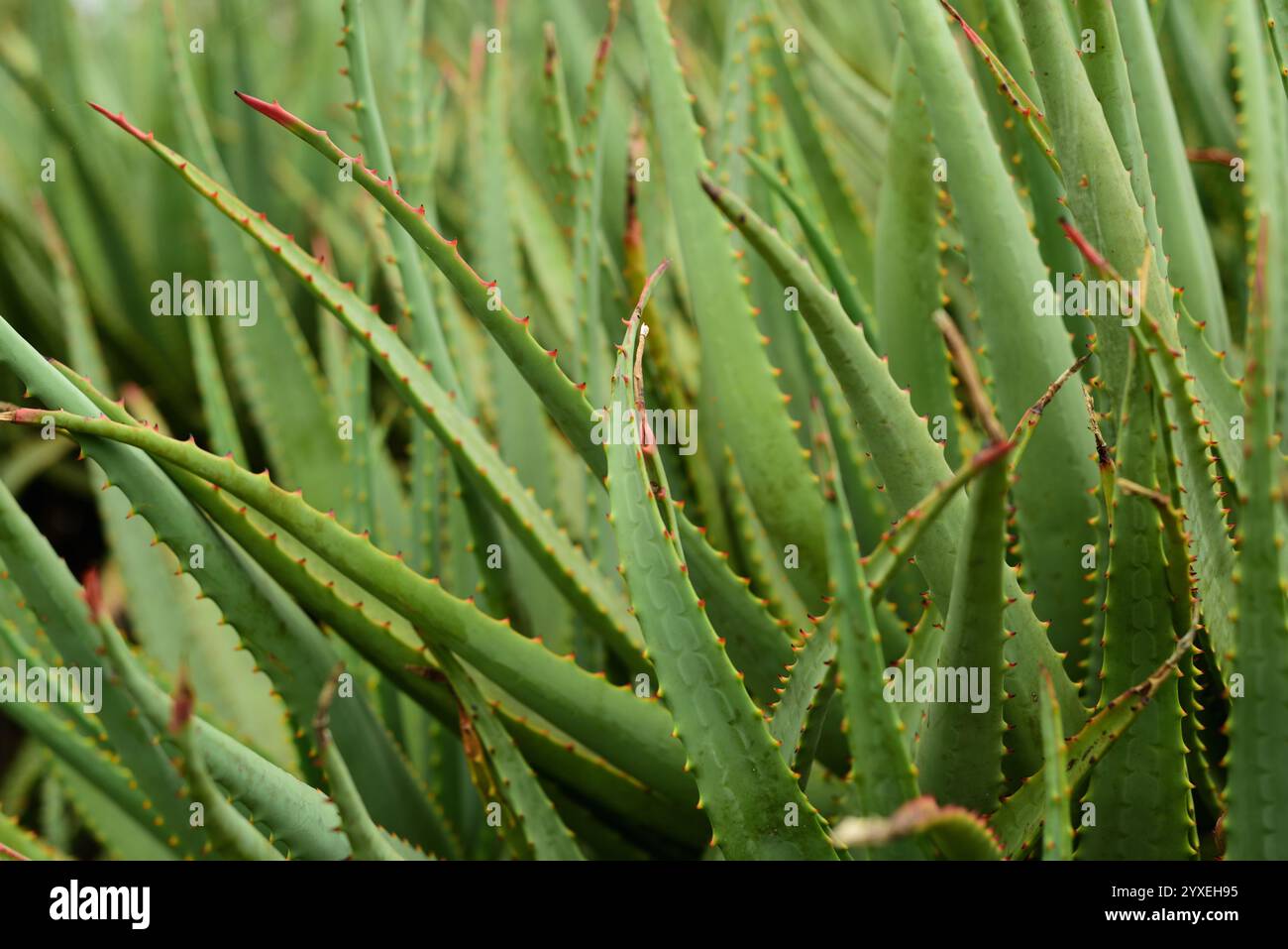 Massanpflanzung von Aloe-Vera-Sukkulenten Stockfoto