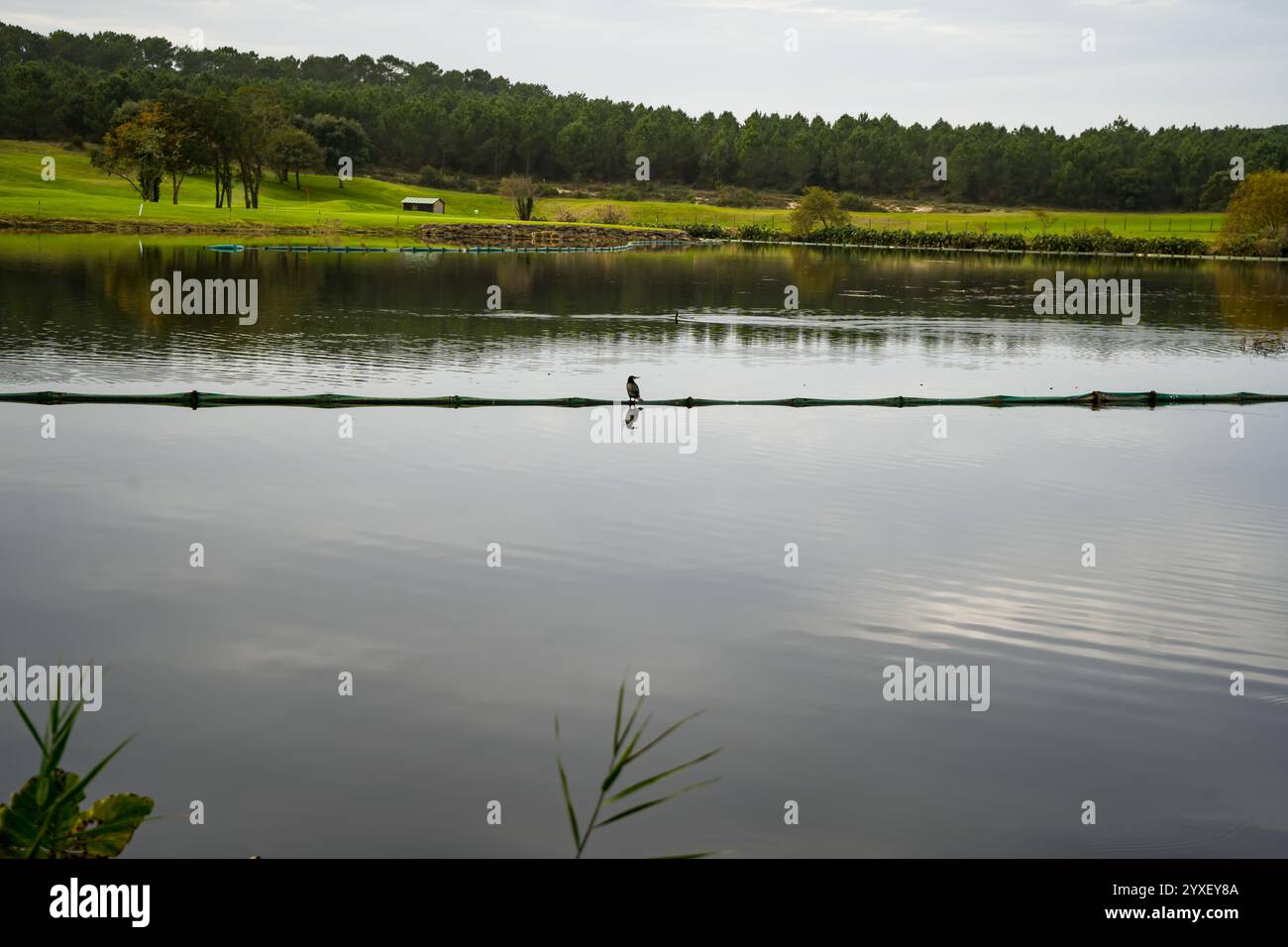 Photo d'un oiseau posé sur une bouée au Golf de Soustons Pris en macro Stockfoto