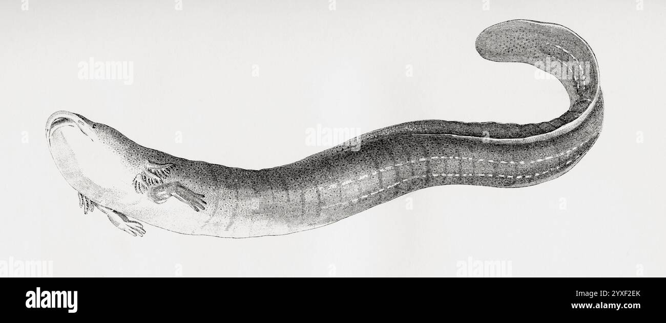 Die große Sirene (Siren lacertina). Aus der National Encyclopaedia: A Dictionary of Universal Knowledge, veröffentlicht um 1890 Stockfoto
