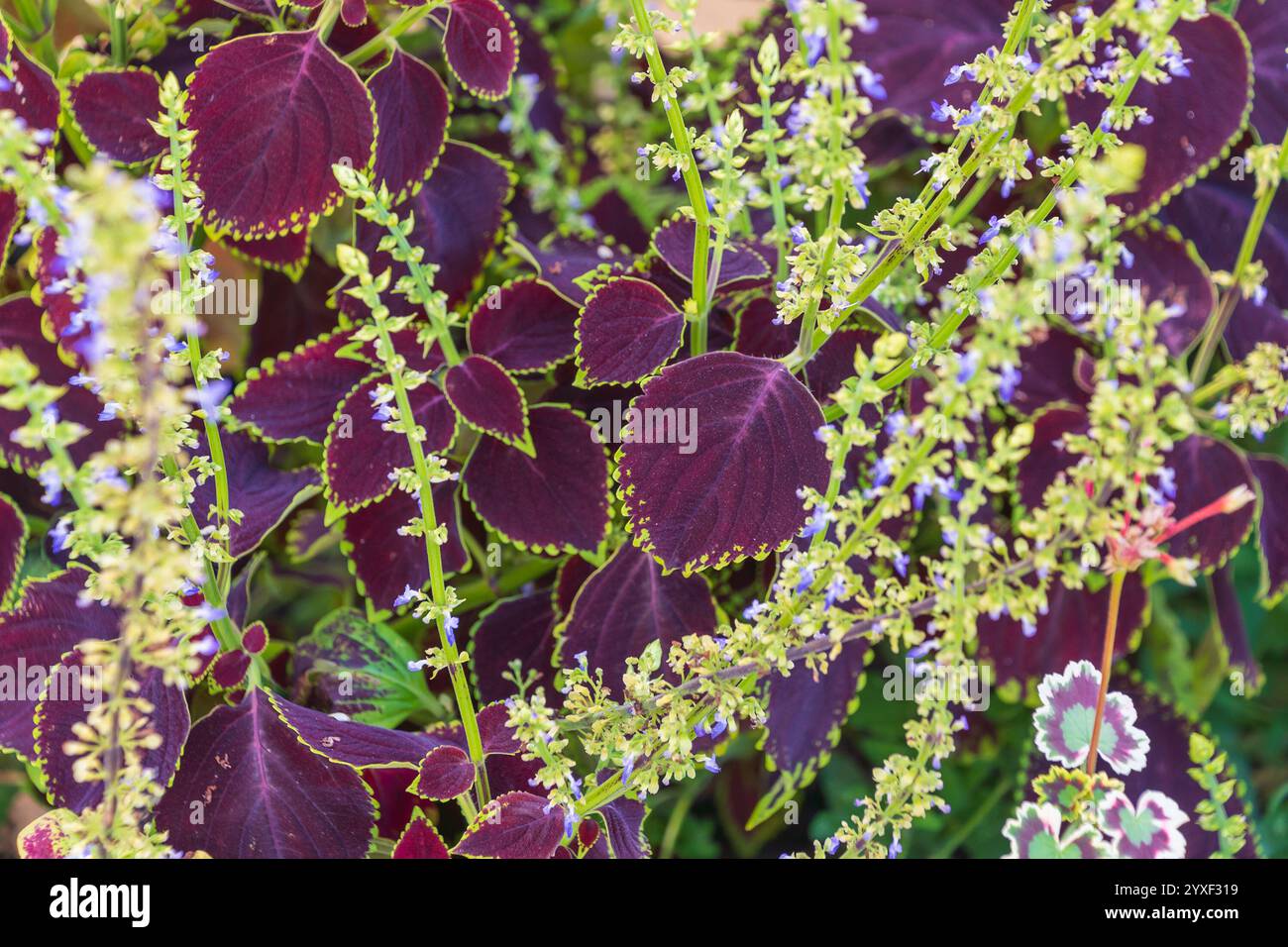 Coleus scutellarioides. Brennnessel lackiert. Sehr dekorative bunte Blätter. Eine schöne Pflanze im Garten. Stockfoto