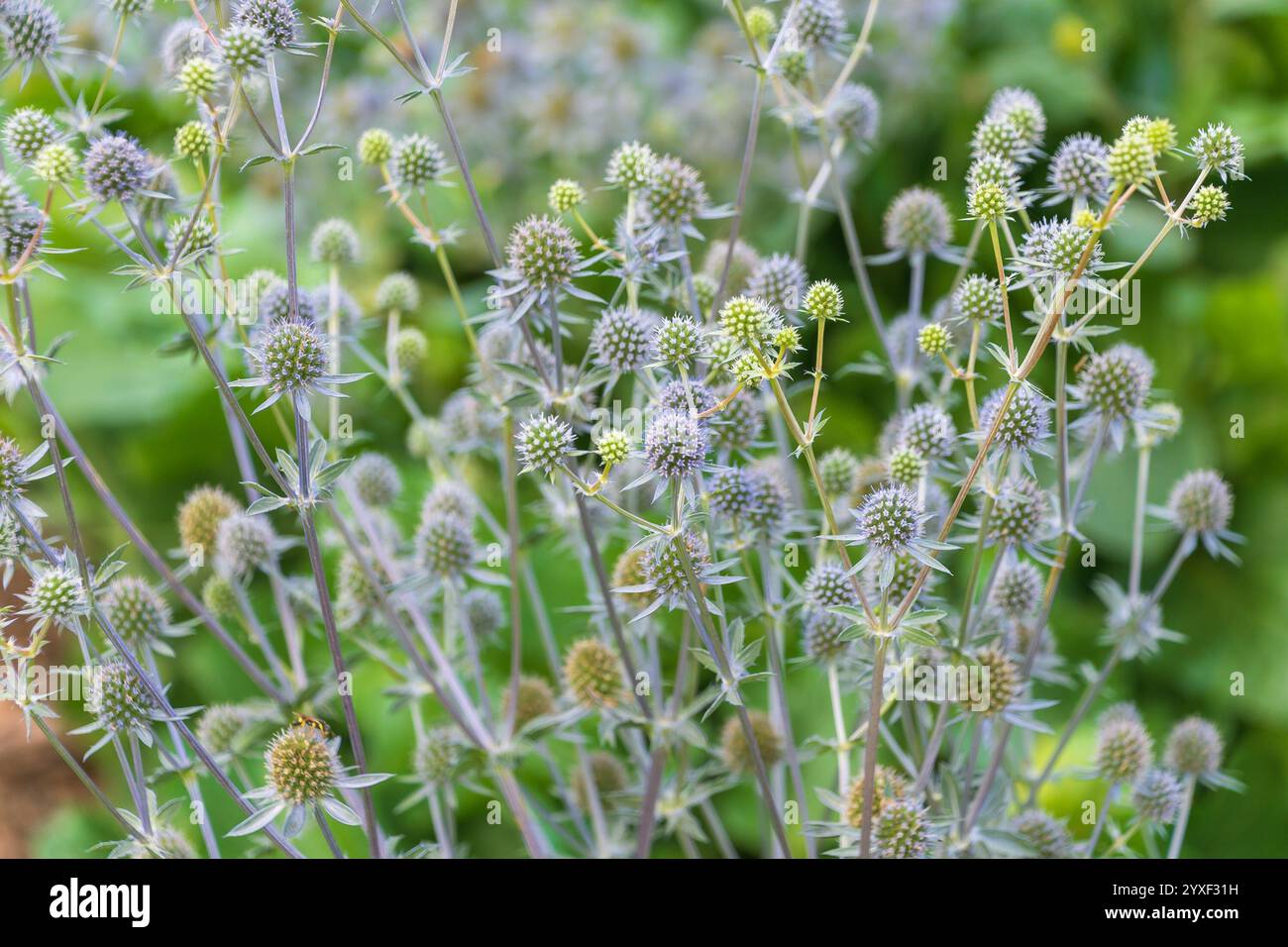 Eryngium planum, der blaue Eryngo, Flachsee stechpalme. Blaue konische Blütenköpfe. Eine krautige Staudendistel. Stockfoto