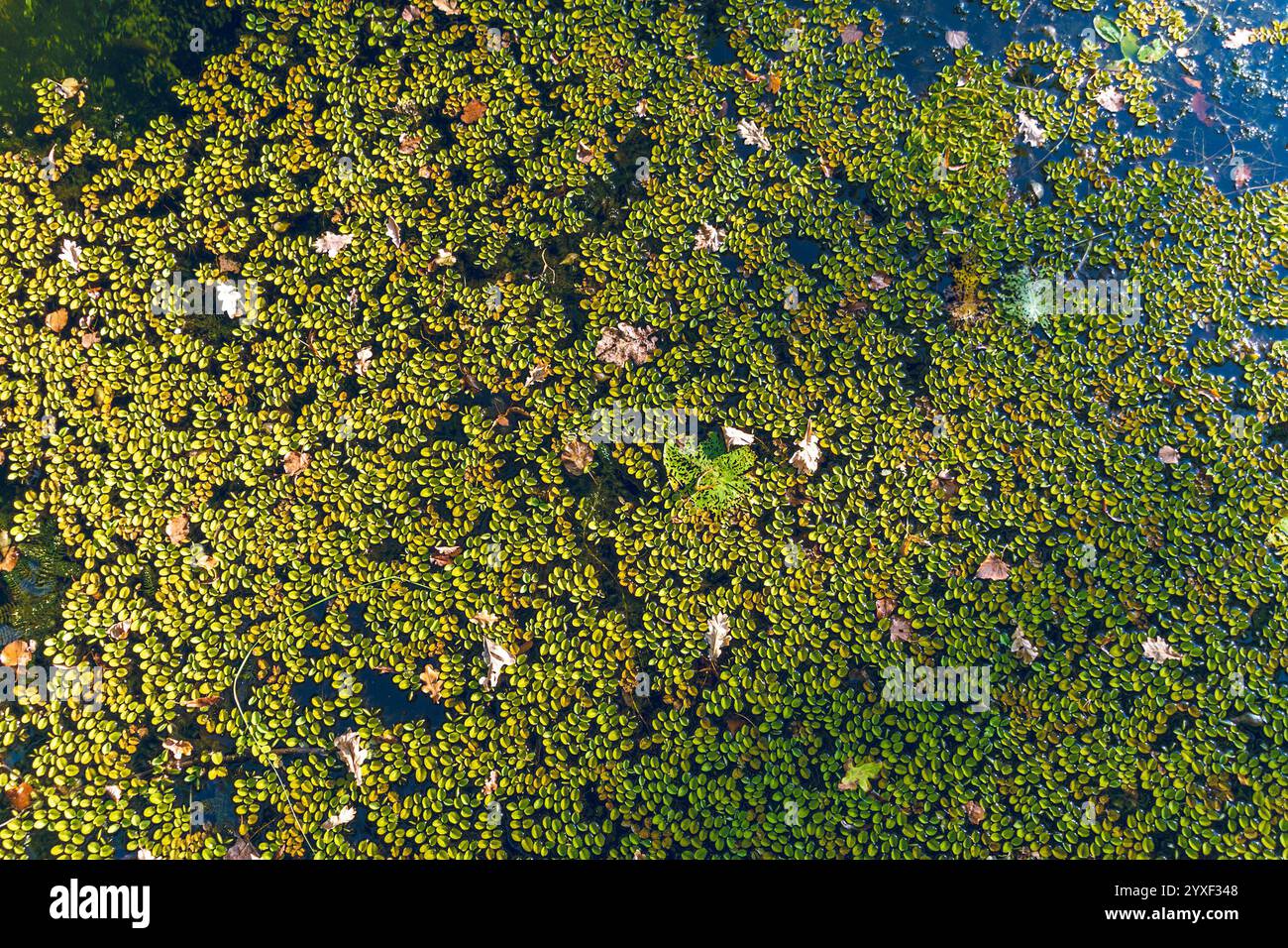 Natürlicher Hintergrund. Salvinia auriculata. Ohr-Wassermoos, afrikanisches Zahlwerk, Schmetterlingsfarn. Eine Zierpflanze. Stockfoto