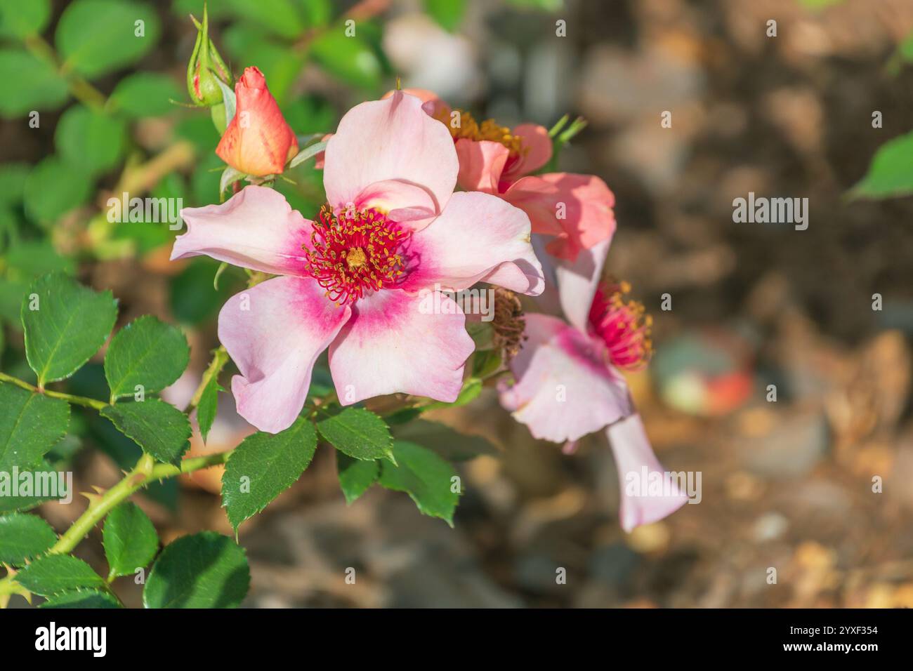 Wunderschöne rosa Blumen von Rosa moyesii im Garten. Ein kräftiger Laubstrauch. Stockfoto