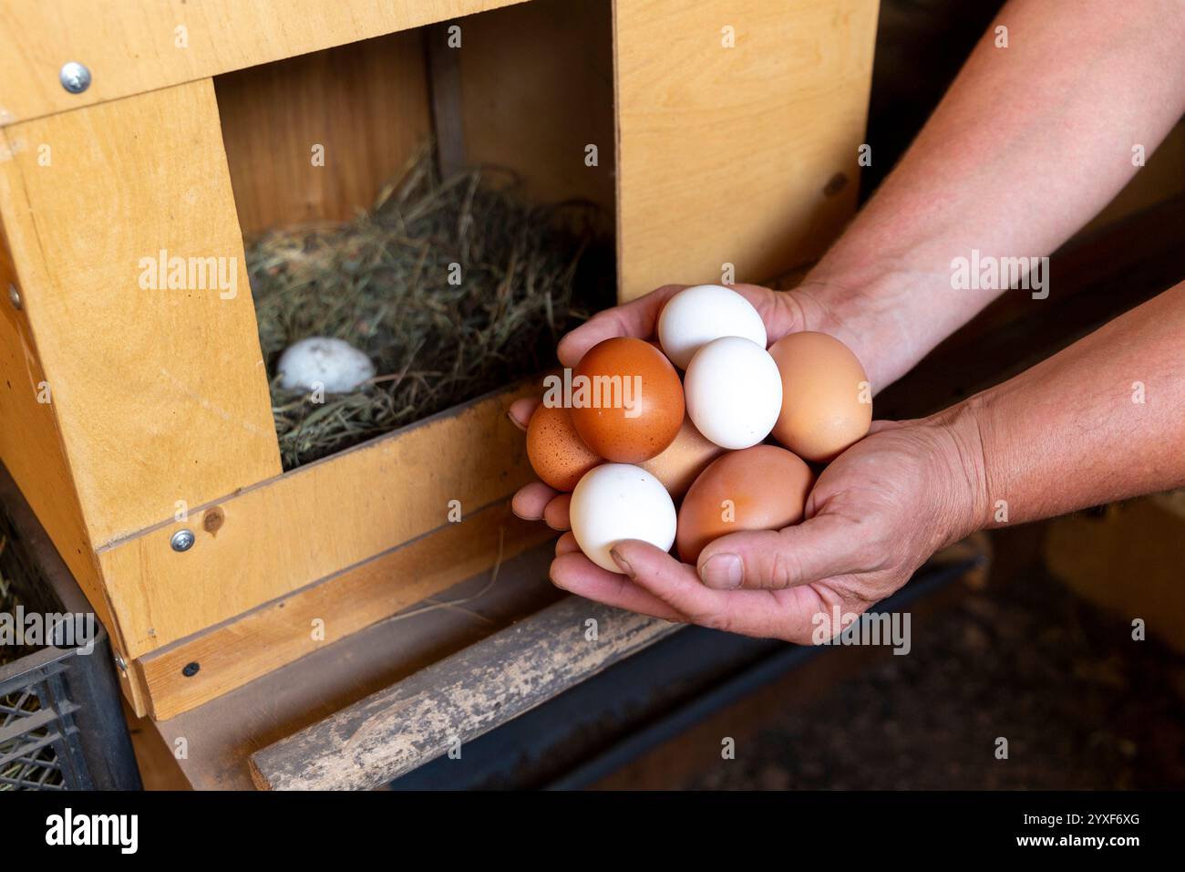 Die männlichen Hände des Bauern sammeln die Eier aus dem Henroost, dem Konzept der modernen Subsistenzwirtschaft. Stockfoto