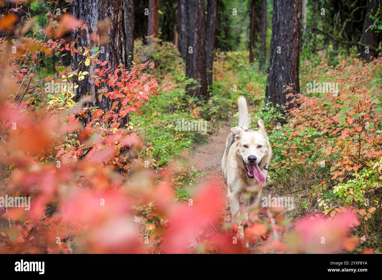 Hundeschlittenpfad in den Rattlesnake Mountains, Missoula, Montana, USA Stockfoto