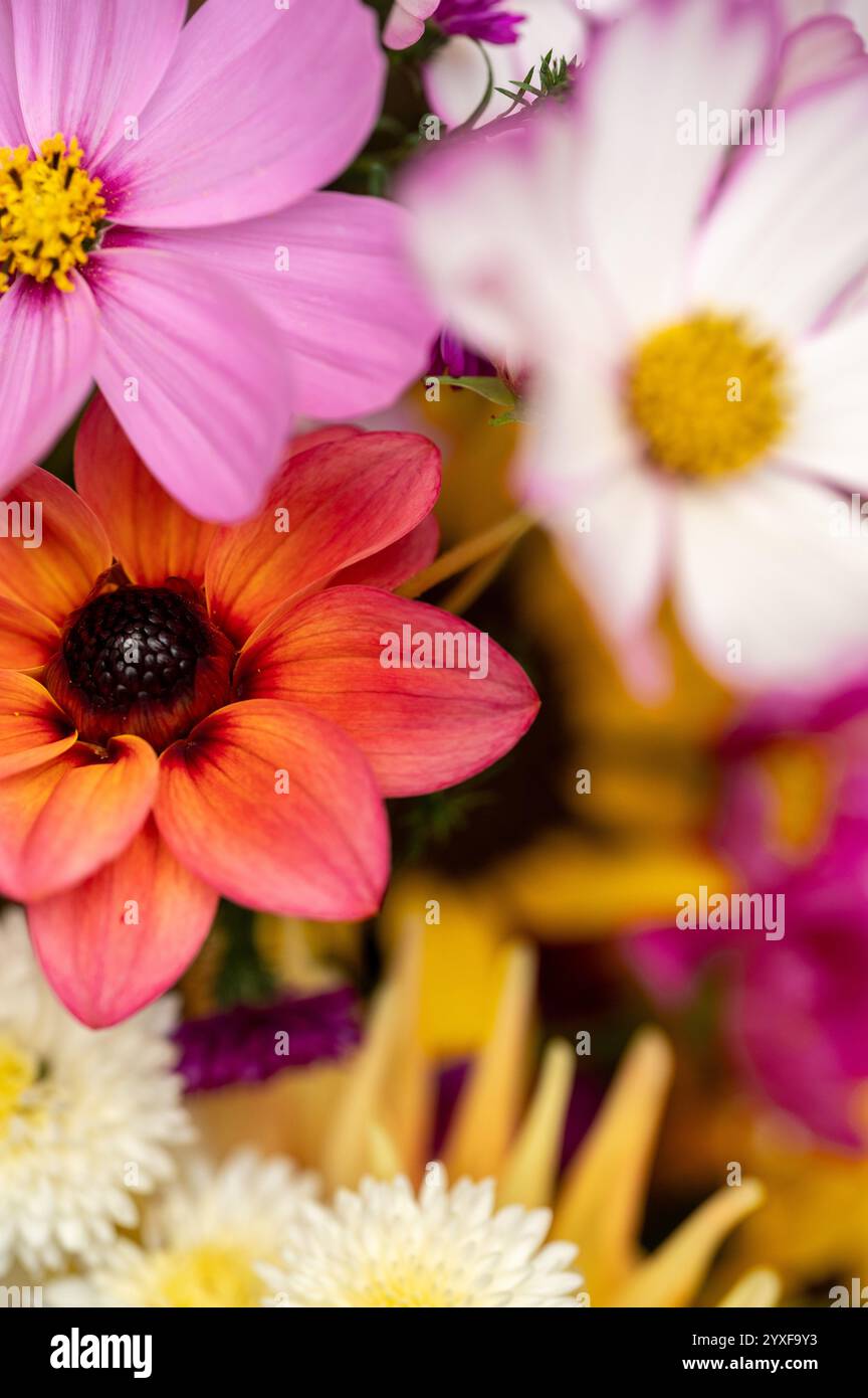 Farbenfrohe Korallendahlien im Garten Stockfoto