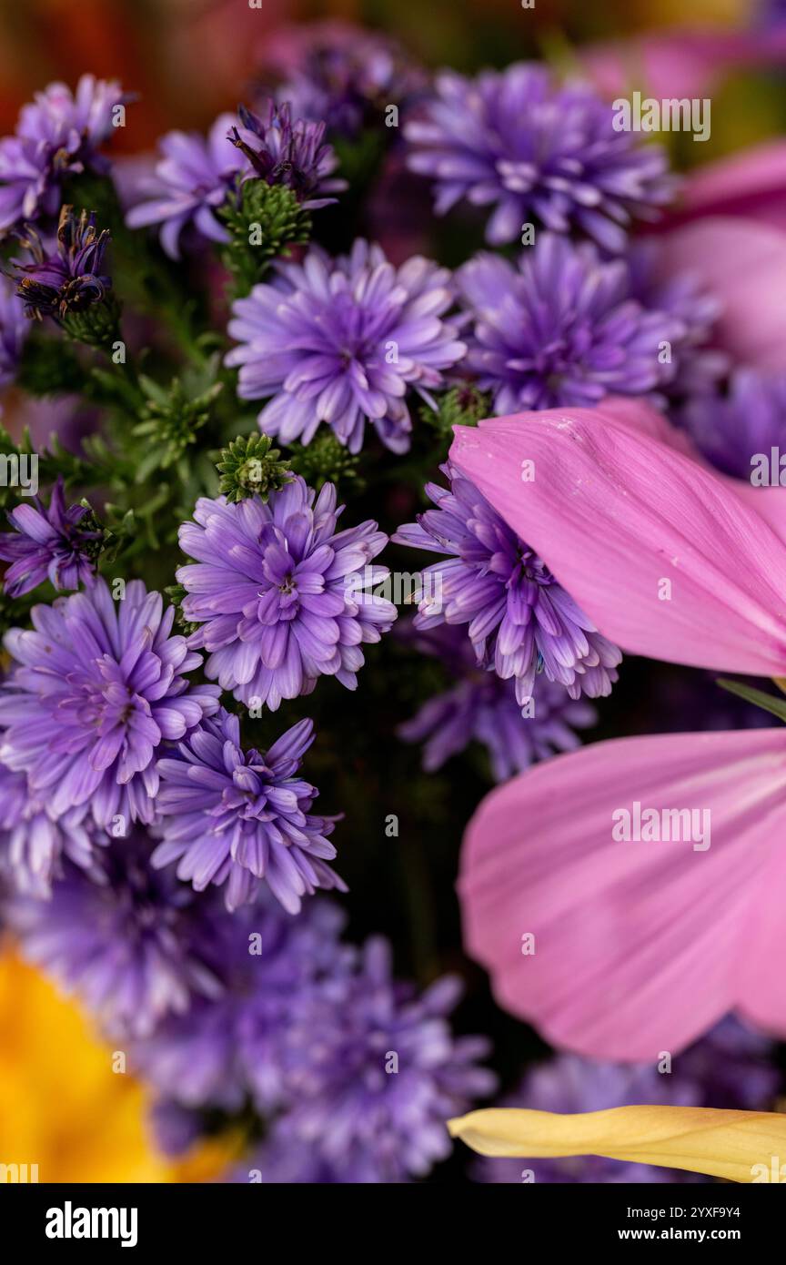 Auffällige violette Gartenchrysanthemen Stockfoto