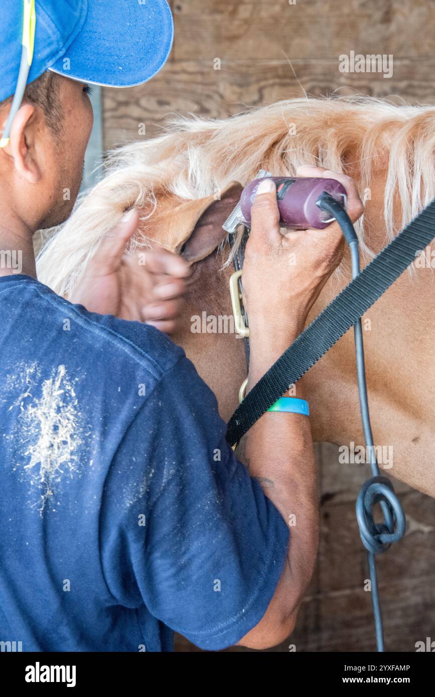Ein engagierter Arbeiter im Kentucky Horse Park schneidet die Mähne eines Vollblutpferdes sorgfältig mit einem Rasierer. Das Bild erfasst den Fokus und Stockfoto