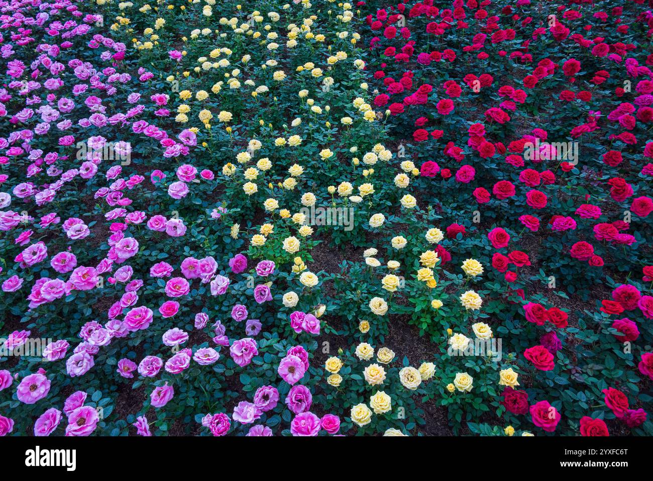 Rosa Gelb Rote Rosen Sträucher gemischt im Feld gewachsen in Blumenshow - floraler Natur Hintergrund Stockfoto