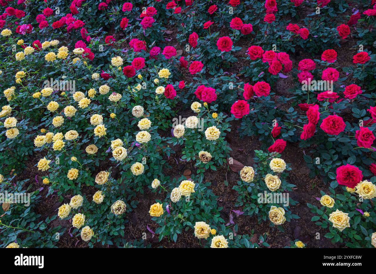 Gelbe und rote Rosensträucher gemischt im Feld in Blumenshow angebaut - floraler Natur Hintergrund Stockfoto