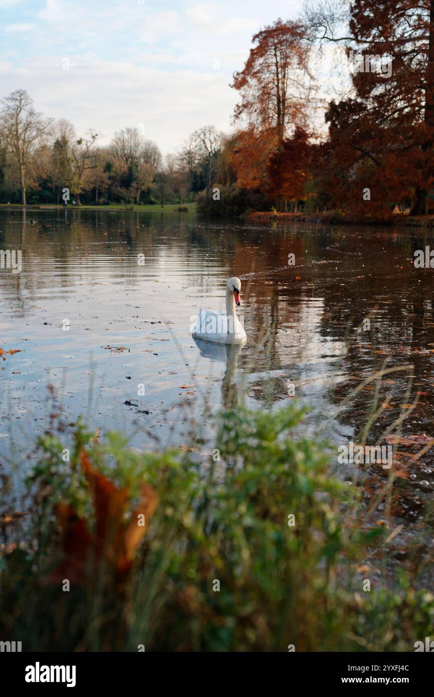 Schwäne gleiten anmutig über das ruhige Wasser des Bois de Vincennes im Herbst und zeigen die Schönheit von Paris größtem Park Stockfoto