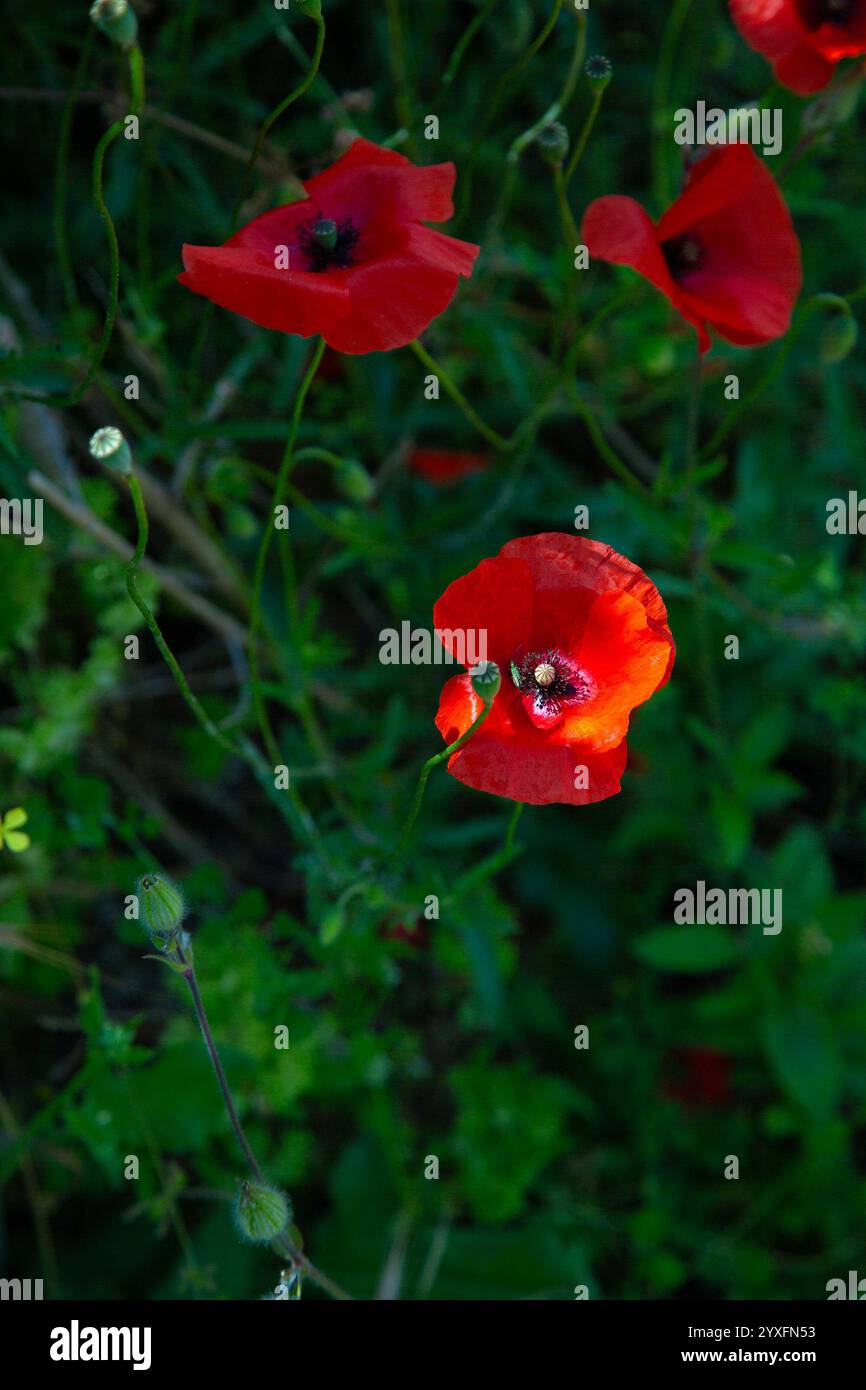 Ein buntes Bündel roter Blumen blüht wunderschön im Gras Stockfoto