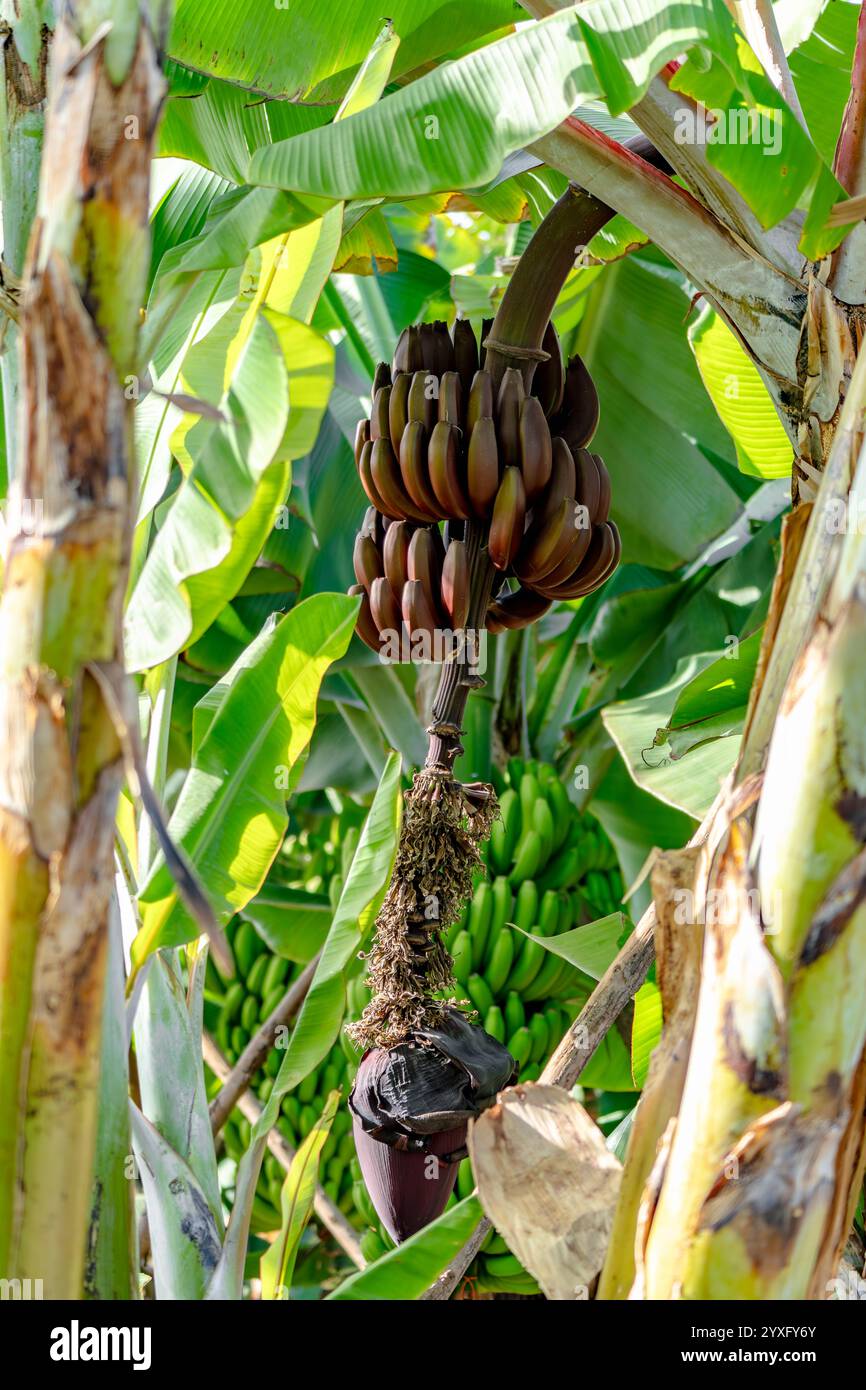 Rote Bananen sind eine Gruppe von Bananensorten mit rötlich-violetter Haut. Einige sind kleiner und praller als die gewöhnliche Cavendish-Banane, andere viel la Stockfoto