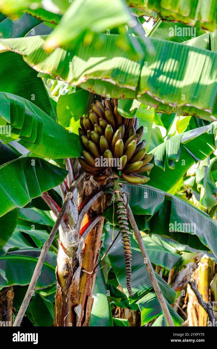 Rote Bananen sind eine Gruppe von Bananensorten mit rötlich-violetter Haut. Einige sind kleiner und praller als die gewöhnliche Cavendish-Banane, andere viel la Stockfoto
