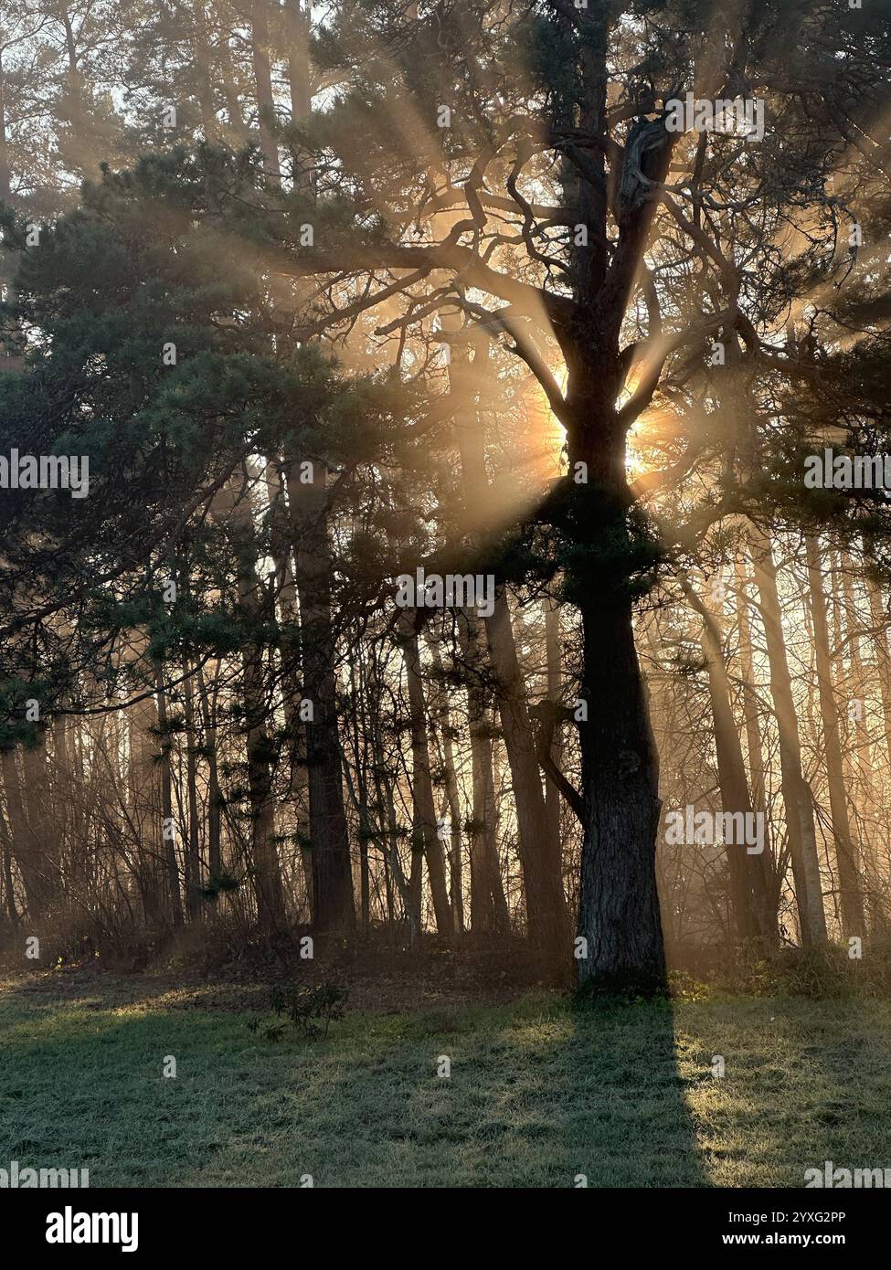 Mystische Eiche, durch die das orange Sonnenlicht des Sonnenuntergangs im Nebel im Winterfrost leuchtet. Stockfoto