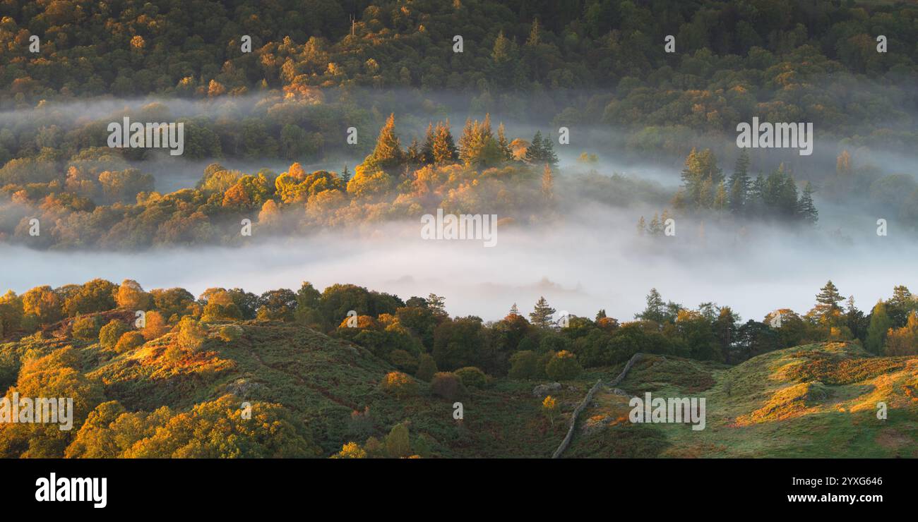 Nebliger Herbstmorgen mit goldenem Licht auf Waldbäumen in der Nähe von Elterwater im Lake District, Großbritannien. Stockfoto