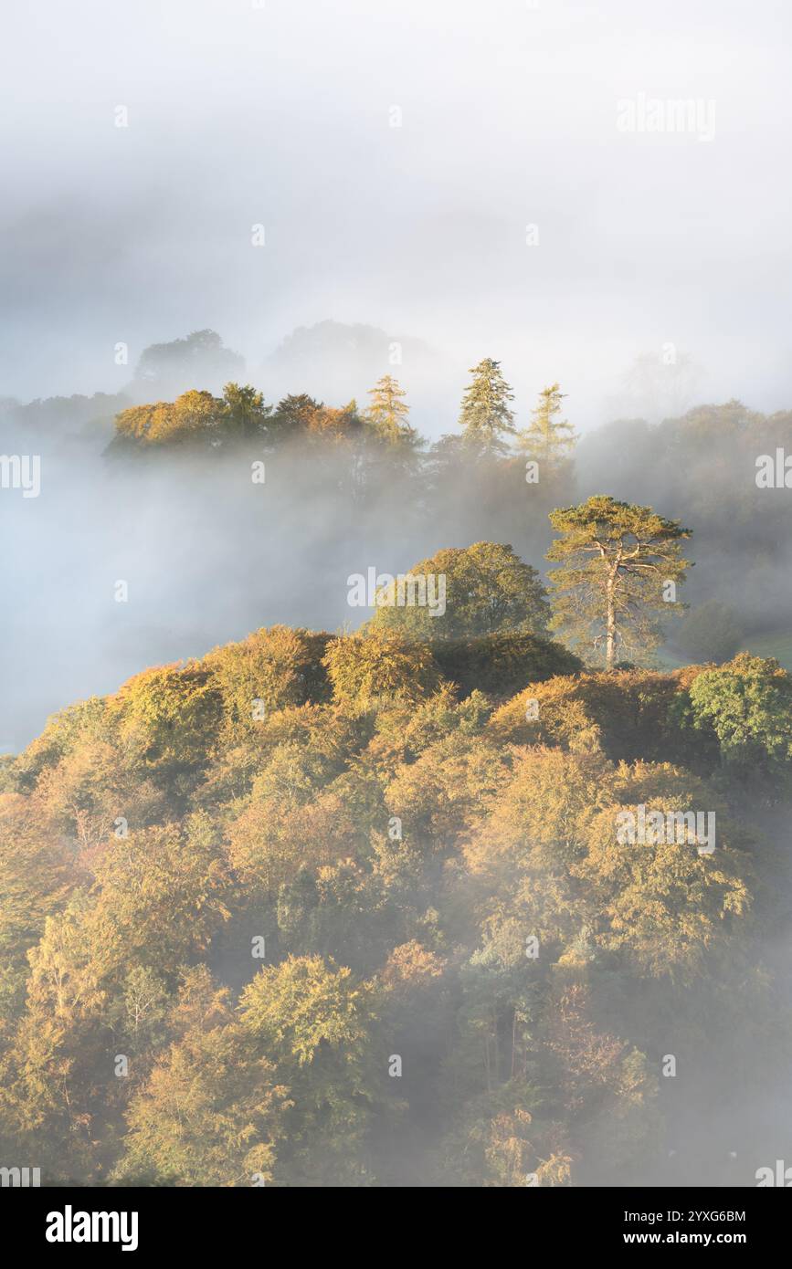 Wunderschöne nebelige Landschaft mit Bäumen auf einem Hügel, die aus traumhaftem Nebel ragen. Goldenes Morgenlicht, das die Herbstfarben im Laub erleuchtet. Lake District, Großbritannien. Stockfoto