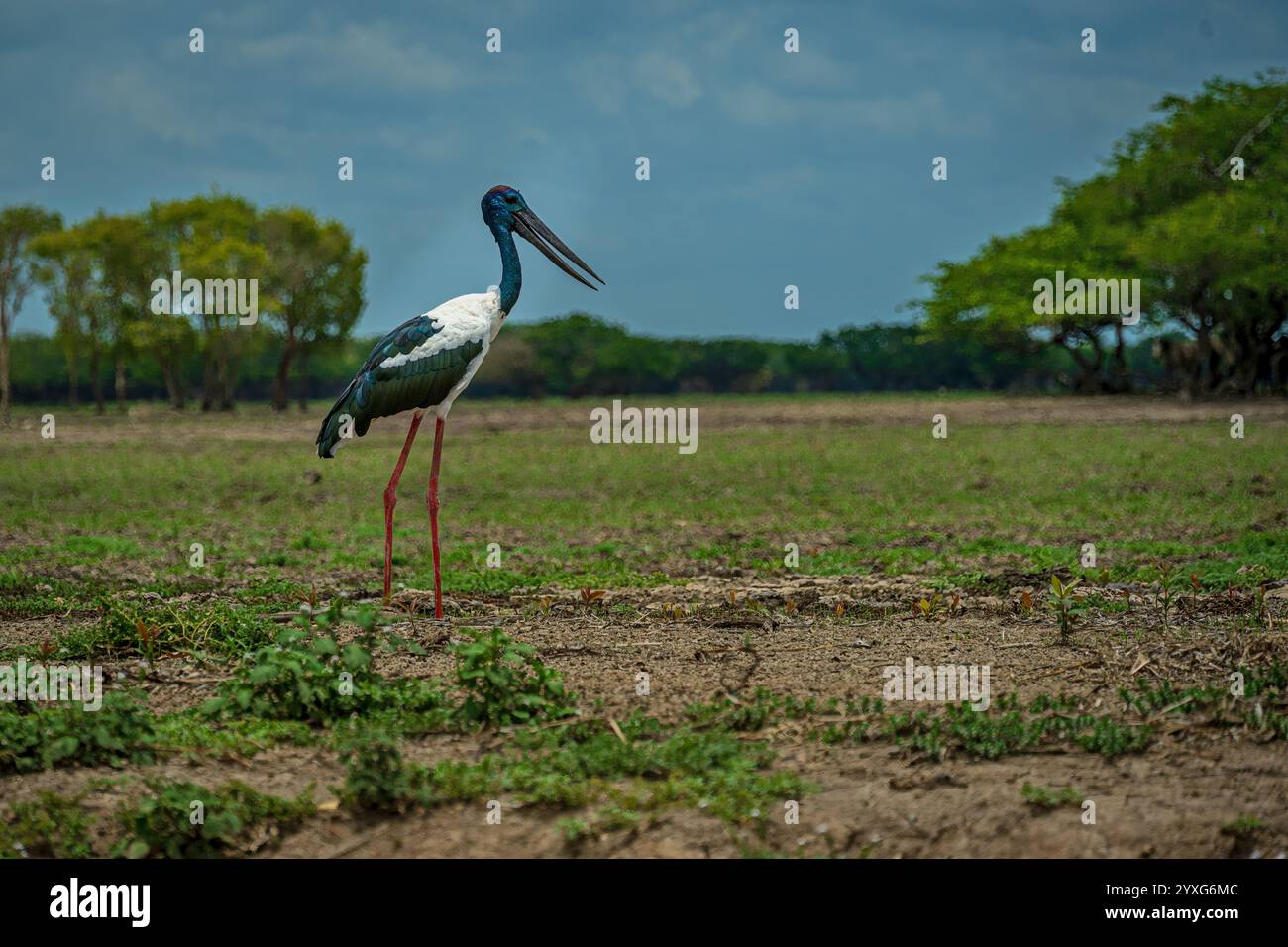Eine Tele-Aufnahme eines Schwarzhalsstorchs im Kakadu-Nationalpark Stockfoto