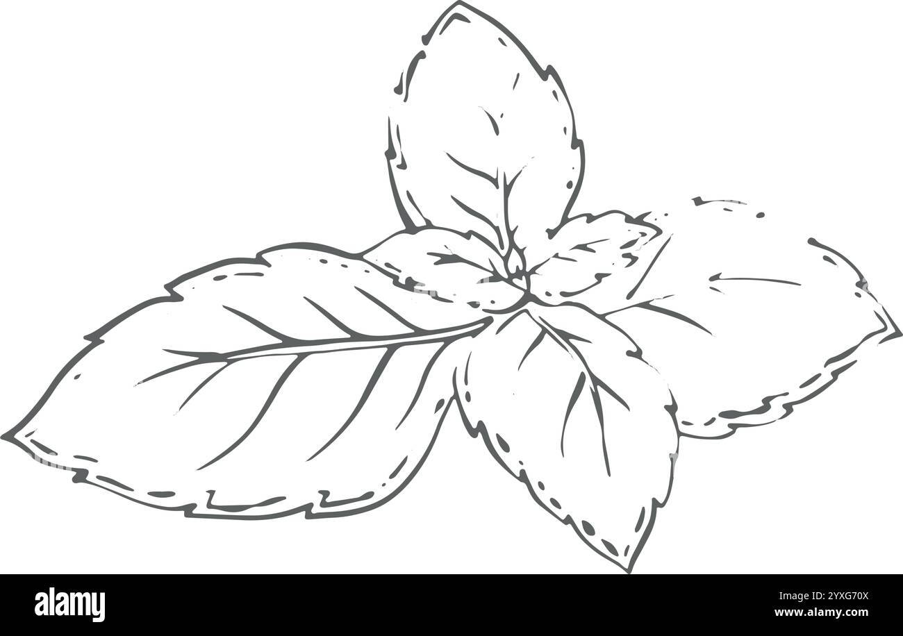 Grüne Basilikum- oder Minzblätter. Hochwertige Abbildung. Aquarellzeichnung auf weißem Hintergrund. Kann in Menüs, Rezepten, Kochkünsten und Zutaten verwendet werden Stock Vektor