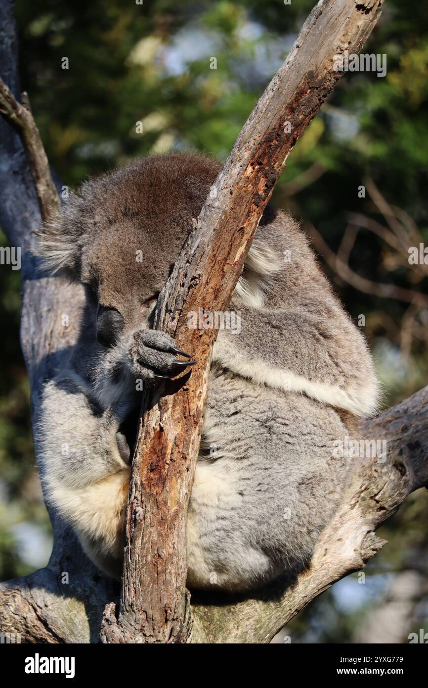 Schlafender Koala auf einem Baum im Koala Reserve, Phillip Island, in der Nähe von Melbourne in Victoria, Australien. Stockfoto