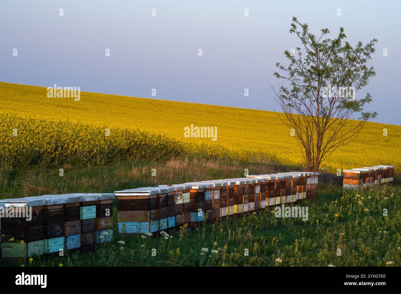 Bienenstockkisten für die Imkerei und Honigsammlung in blühenden Rapsfeldern Stockfoto