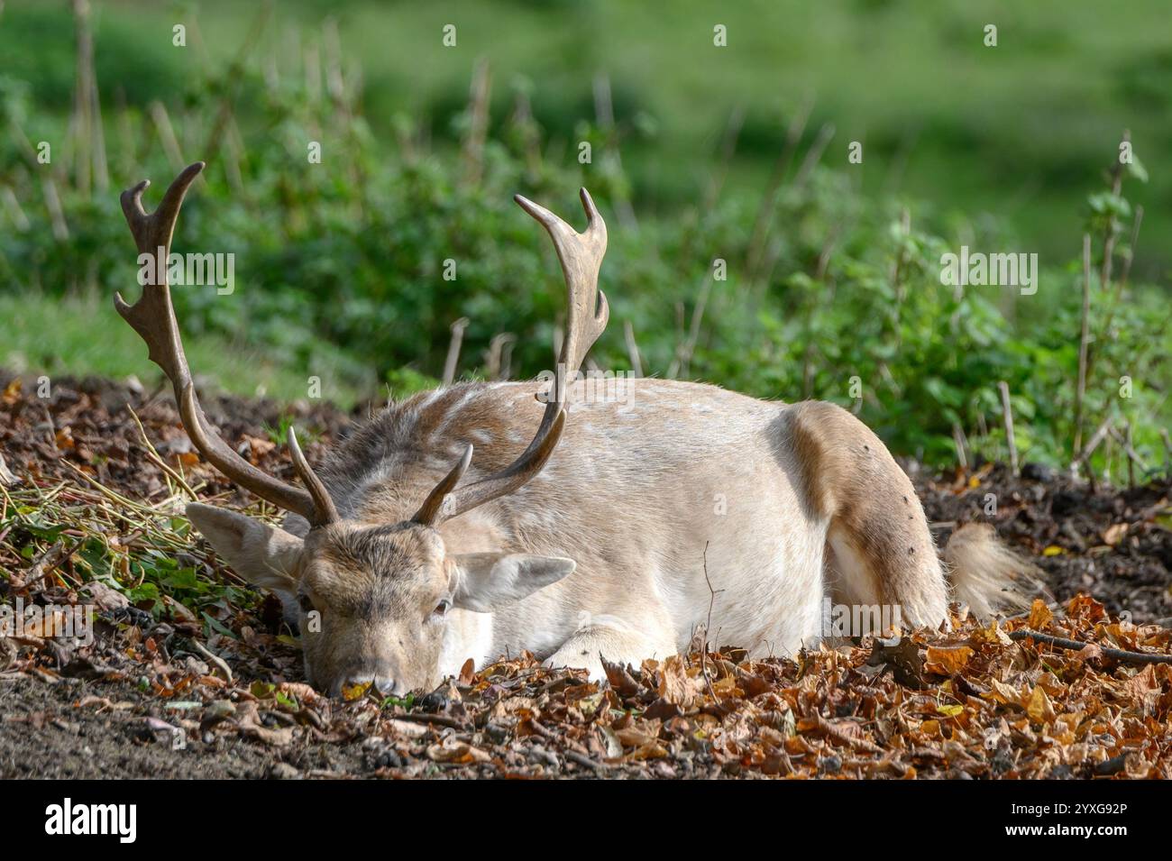 Damhirsch (Dama dama) Bock (männlich) liegt zwischen gefallenen Blättern im Boughton Monchelsea Hirschpark. Dezember, Großbritannien, Kent, Stockfoto