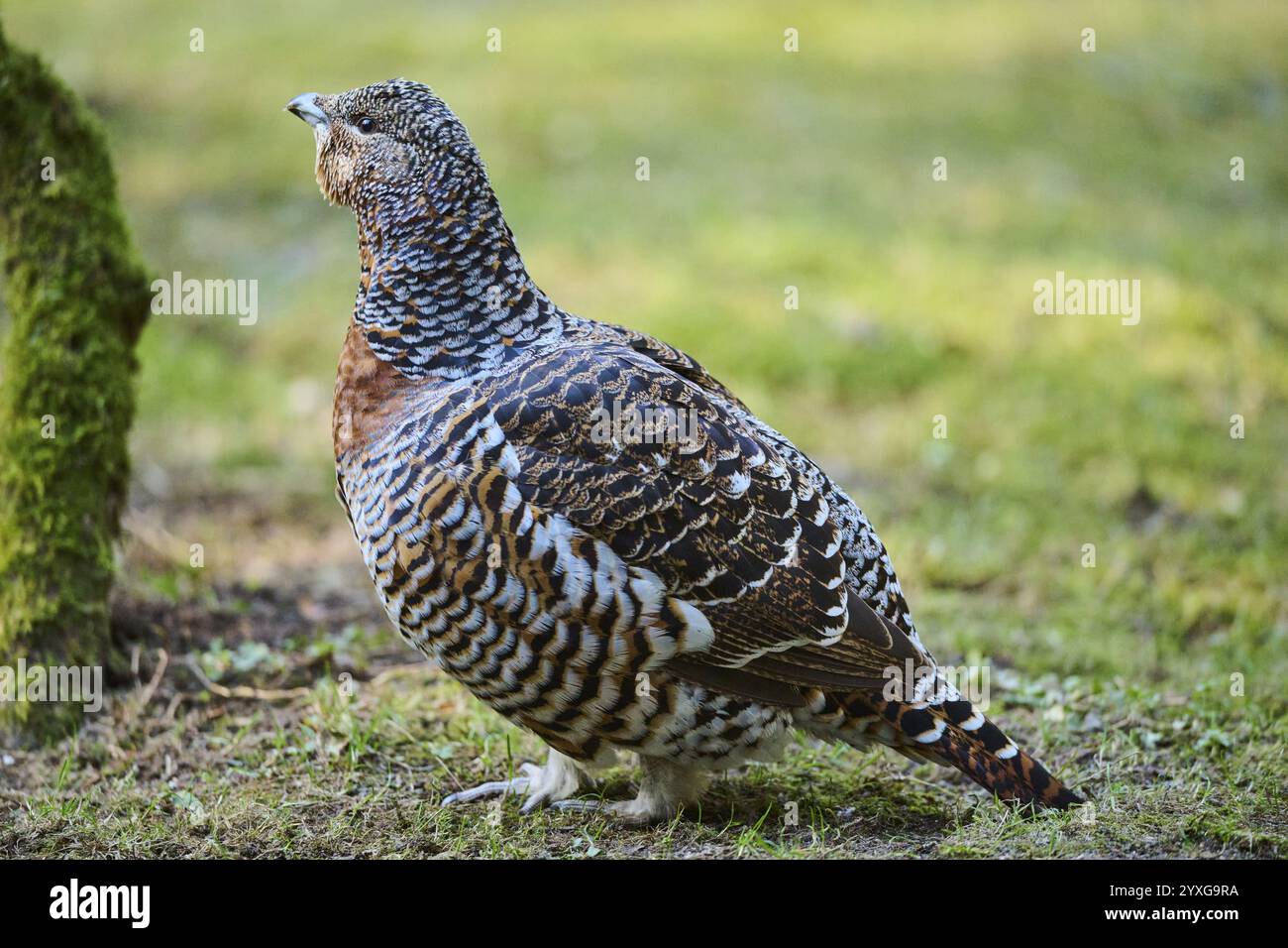 Auerhuhn (Tetrao urogallus) Weibchen (Huhn) am Boden am Rand eines Fäustes stehend, Bayern, Deutschland, Europa Stockfoto