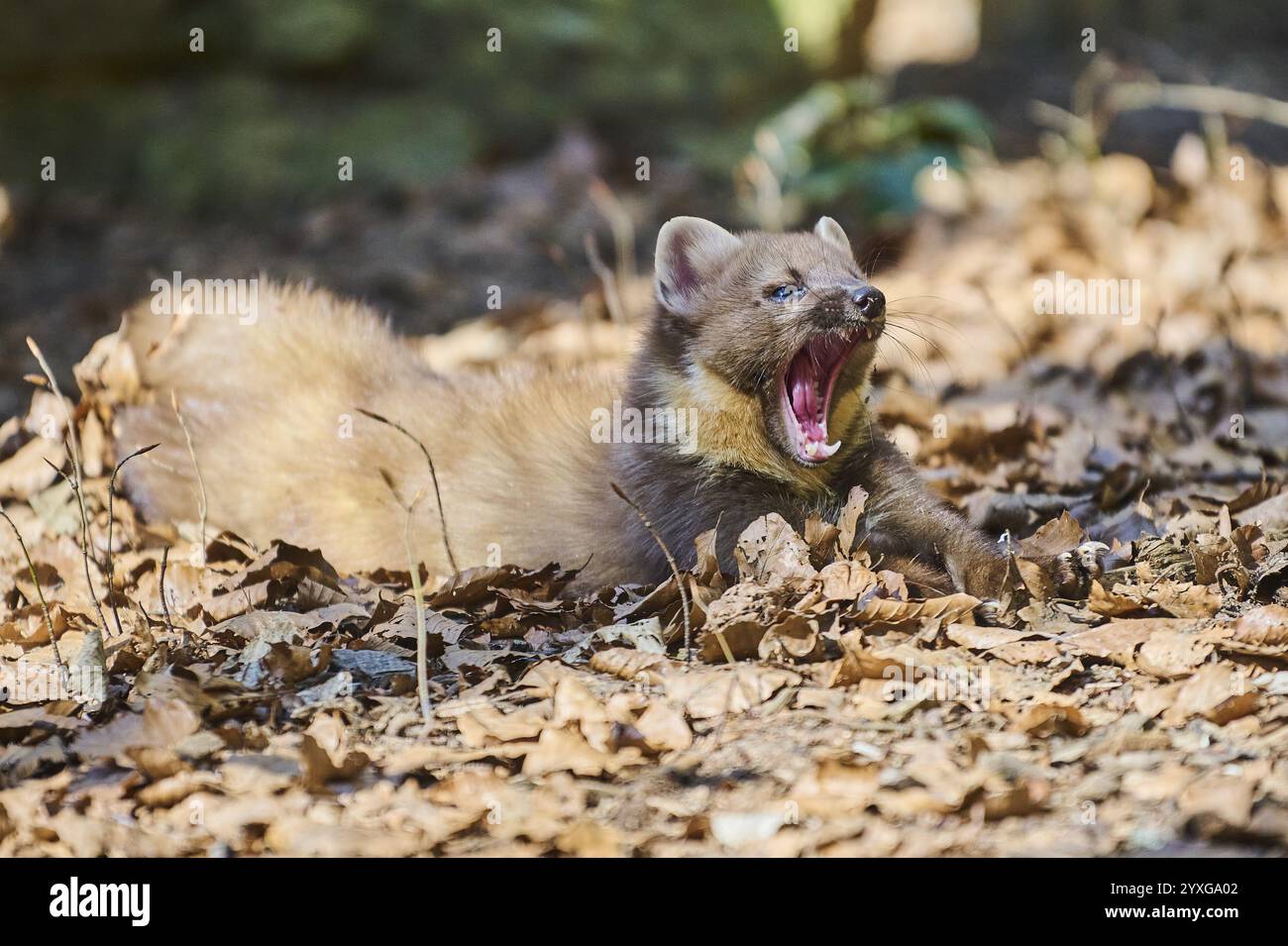 Europäischer Kiefernmarder (Martes martes) in einem Wald, Bayern, Deutschland, Europa Stockfoto