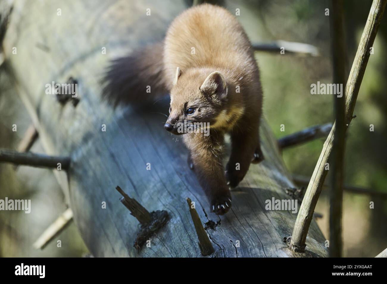 Europäischer Kiefernmarder (Martes martes) in einem Wald, Bayern, Deutschland, Europa Stockfoto