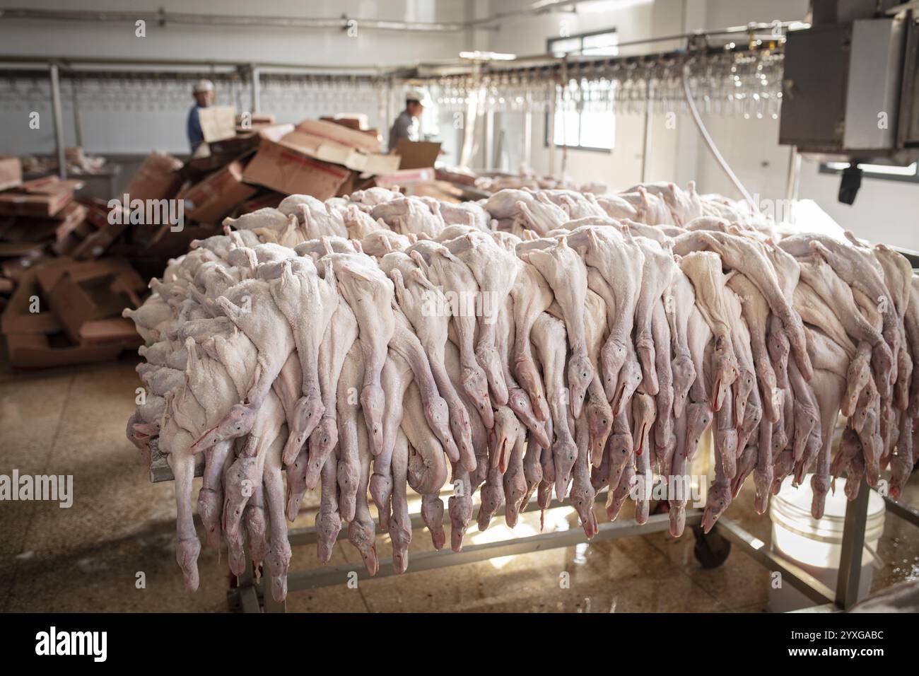 Herstellung von gesalzenen Enten in der Fabrik von Nan Jing Ying Tao Yo Co. Ltd., für den Verbrauch in Restaurants, aber auch für den Verkauf als haltbare Produkte und als s Stockfoto